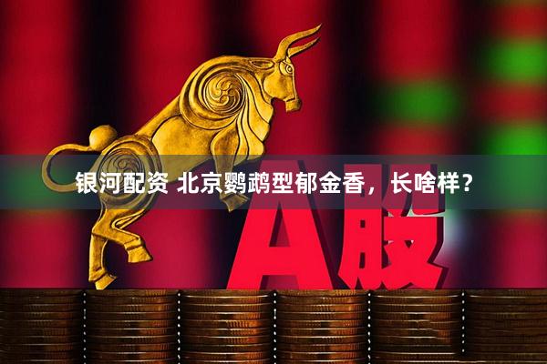 银河配资 北京鹦鹉型郁金香，长啥样？